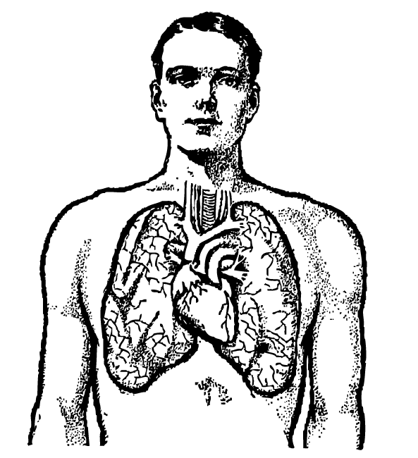 The Lung (meridian) – Part 1