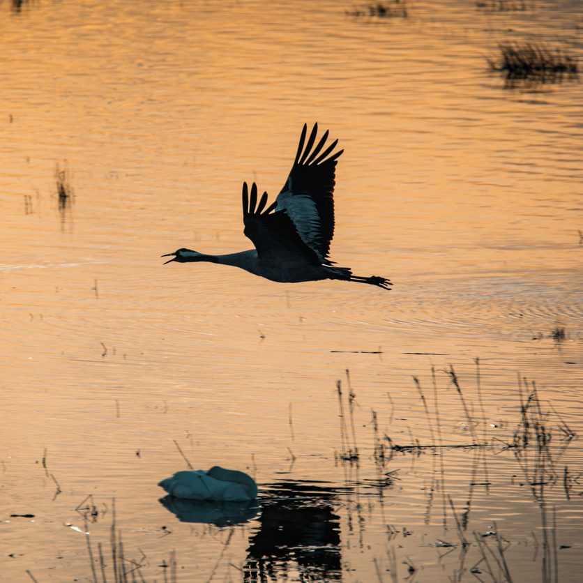De Oosterse kunst van het loslaten